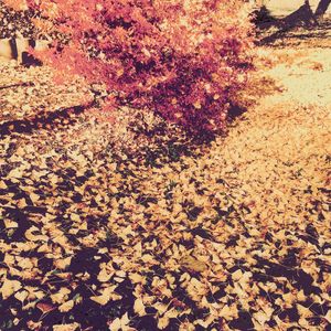 Full frame shot of leaves