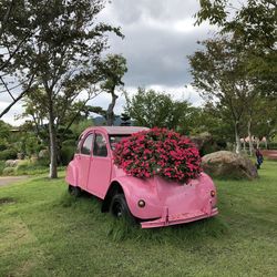 Pink flowers on field by trees against sky