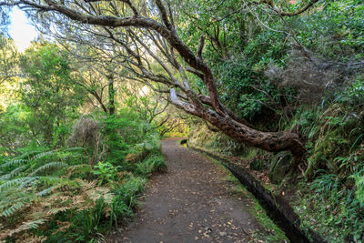 Trees growing in park