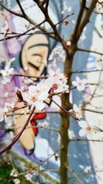 Close-up of cherry blossoms blooming against graffiti