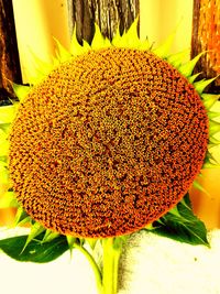 Close-up of yellow flower