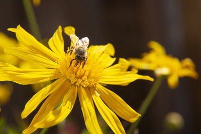 Bee collecting nectar from a yellow daisy on a sunny day