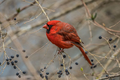 Close-up of a bird perching on branch