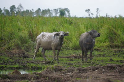 Sheep standing in a field