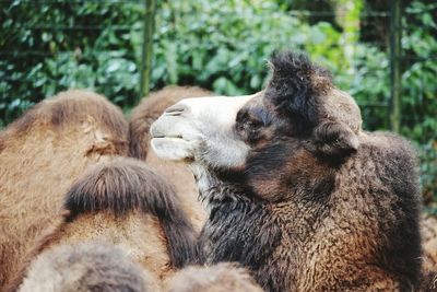 Close-up of camel