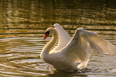 Swan swimming in lake