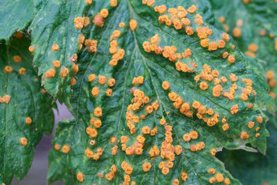 Close-up of orange flowering plant