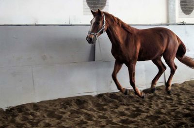 Close-up of horse