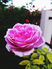 Close-up of flower against blurred background