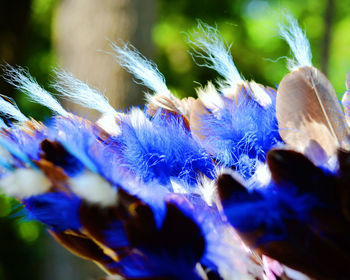 Close-up of blue flowers