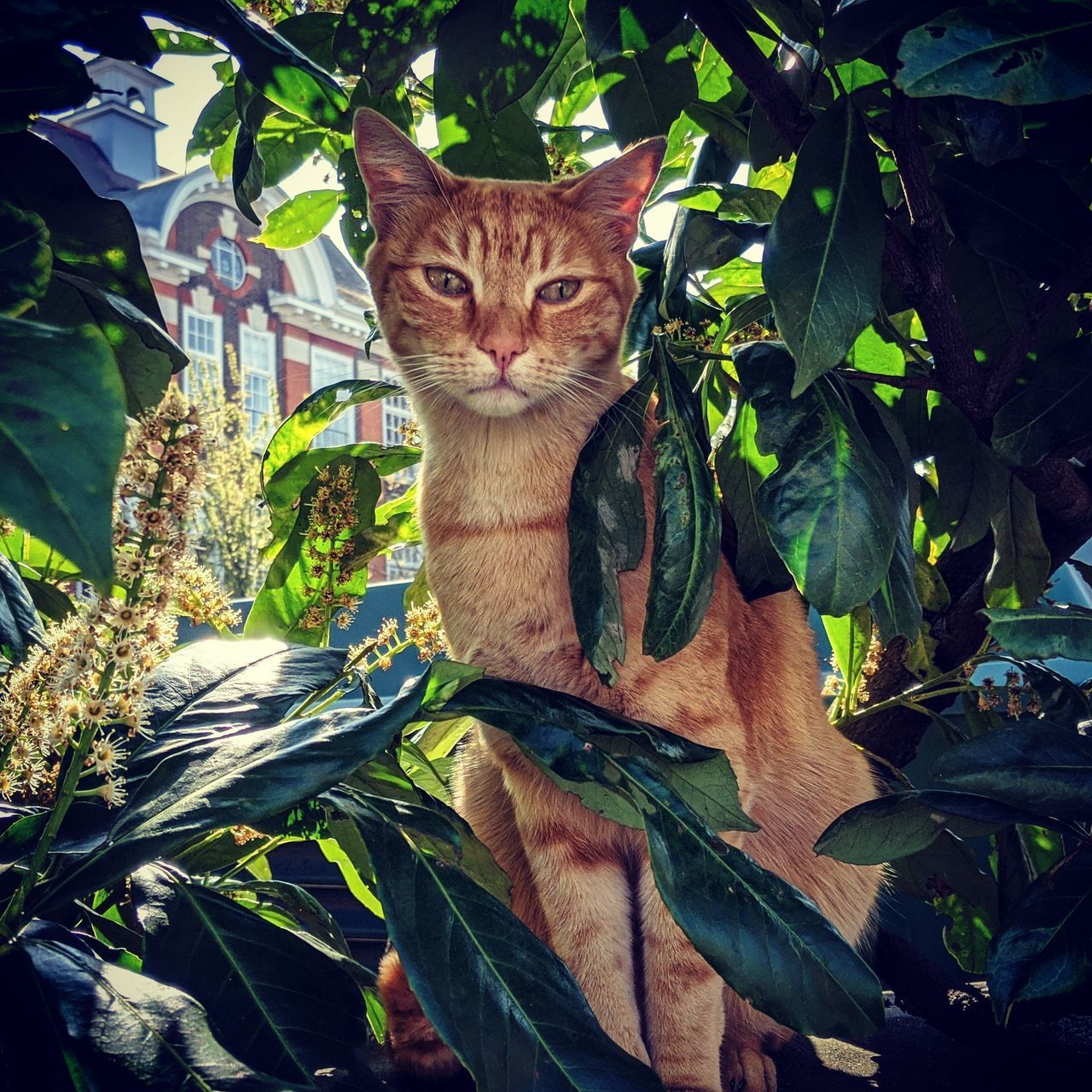 PORTRAIT OF A CAT AGAINST TREE