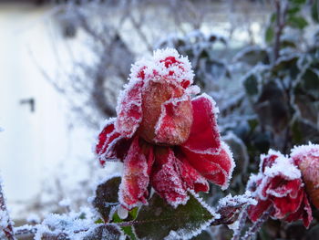 Close-up of snow on red flower tree