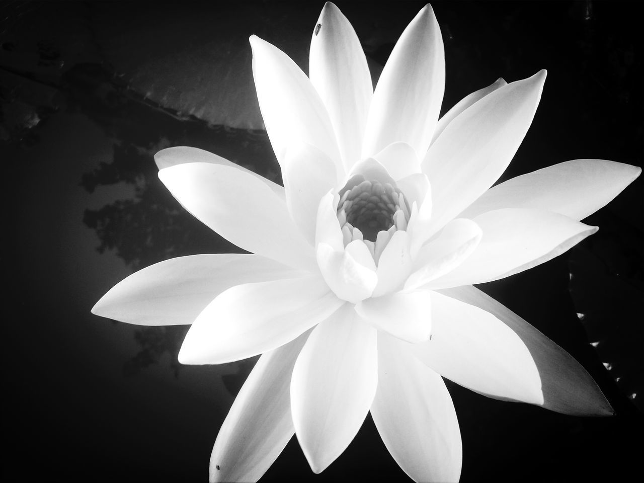 flower, petal, flower head, freshness, fragility, single flower, beauty in nature, studio shot, black background, white color, growth, close-up, pollen, nature, water lily, blooming, plant, leaf, stamen, in bloom