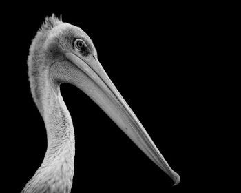 Close-up of pelican against black background