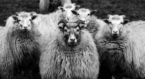Group of sheep looking at camera