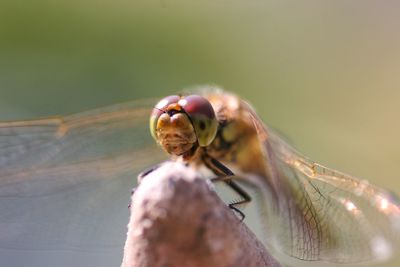 Close-up of plant against blurred background