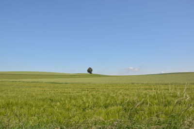 Scenic view of field against clear sky