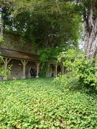 Plants growing on a tree