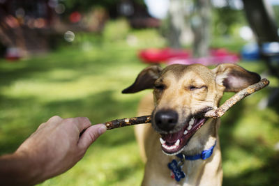 Dog pulling stick from man's hand at park
