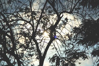 Low angle view of tree against sky