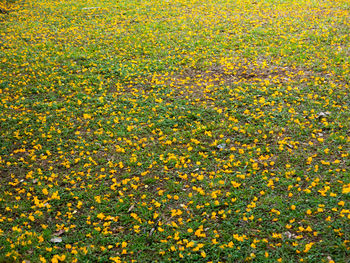 Full frame shot of yellow flowering plants on field