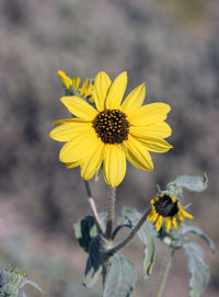 Close-up of yellow flowers blooming outdoors