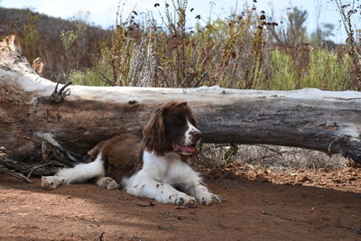 Dog sitting in a field