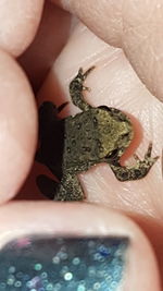 High angle view of hand holding food