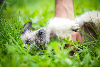 Portrait of dog with hand on grass