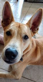 Close-up portrait of dog