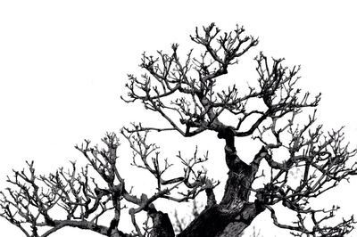 Low angle view of bare trees against sky