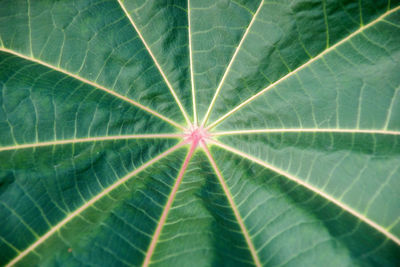 Full frame shot of leaf
