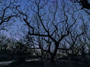 tree