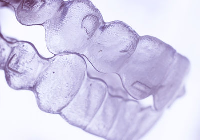 Close-up of wet leaf against white background