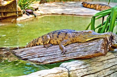 View of lizard on wood in zoo