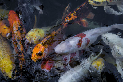 Koi fish, colorful fancy fish closeup swimming at pond.