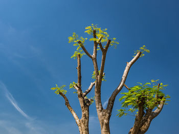 Low angle view of flower tree against blue sky