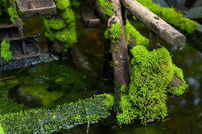 Close-up of moss covered wood