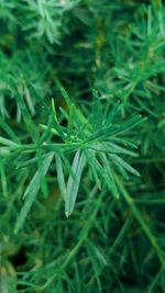 Extreme close up of plant