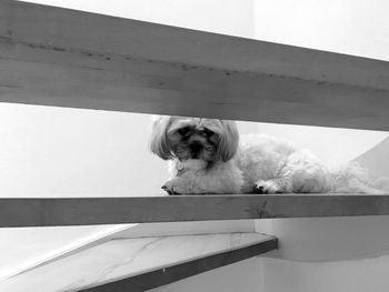 Dog resting on steps