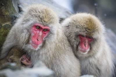 Japanese macaques in hot spring