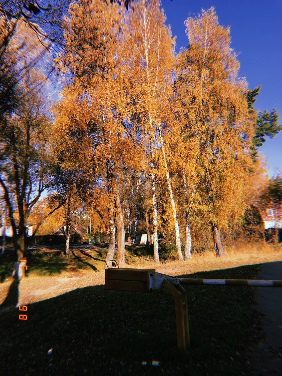 TREES IN PARK AGAINST SKY DURING AUTUMN AT NIGHT