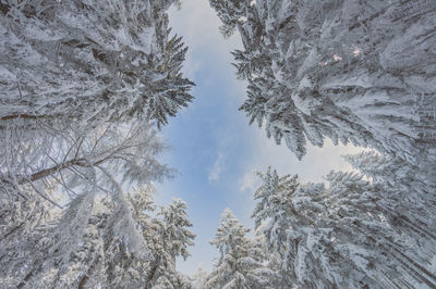 Low angle view of trees against sky