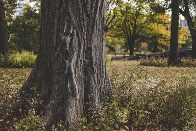 Close-up of tree trunk in forest
