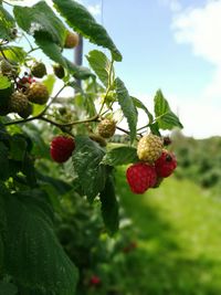 Close-up of red berries growing on tree