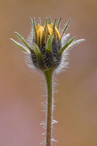 Close-up of wilted plant