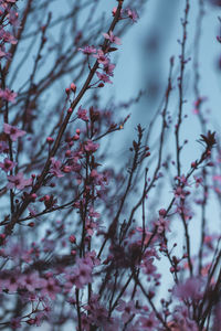 Low angle view of cherry blossom