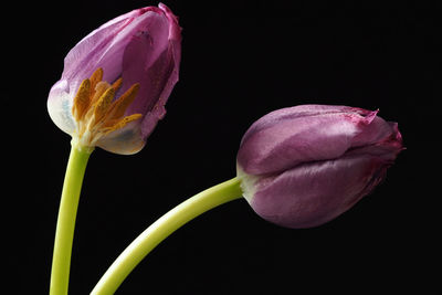 Close-up of pink tulip against black background