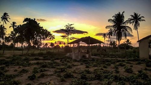 Palm trees at sunset