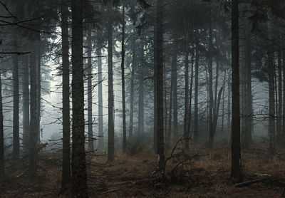 Pine trees in forest